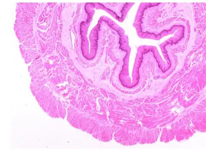 Practucum anatomy histologies