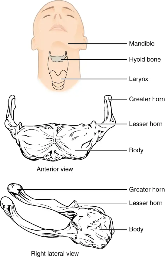 Anatomy- the ribs in the axial skeleton